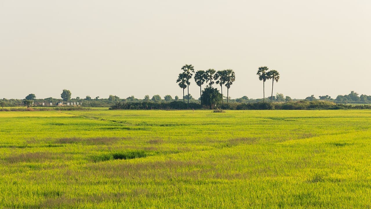 Rice fields and palm trees in the countryside near Siem Reap, the kind of terrain these tours ride through.